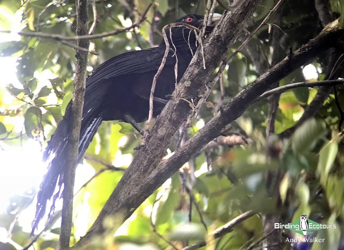 Greater Black Coucal - ML318133081