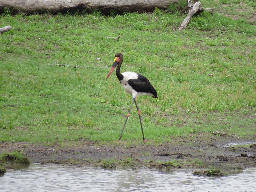 Saddle-billed Stork - ML318133221