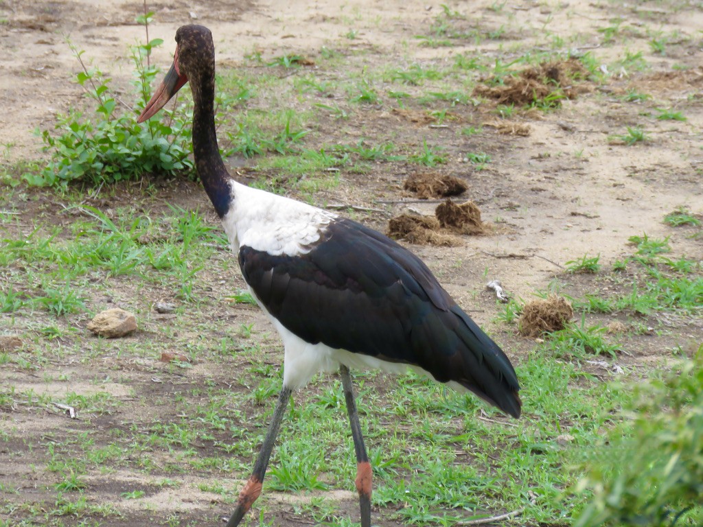 Saddle-billed Stork - ML318133281