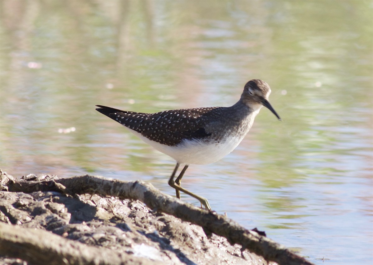 Solitary Sandpiper - ML31813381