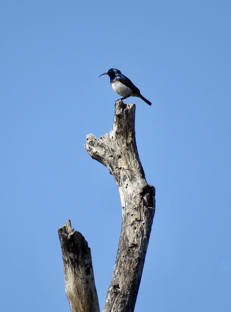 White-breasted Sunbird - ML318134641