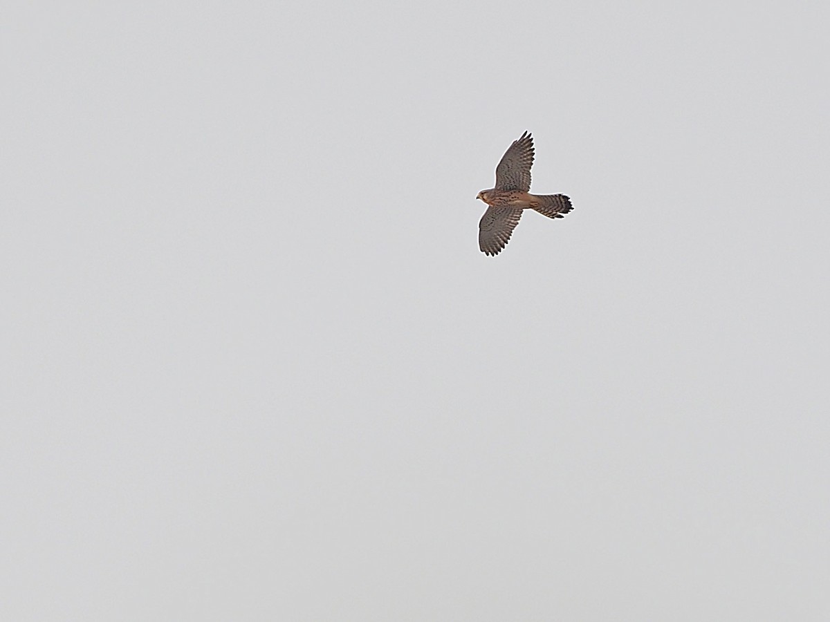 Eurasian Kestrel - James Eaton