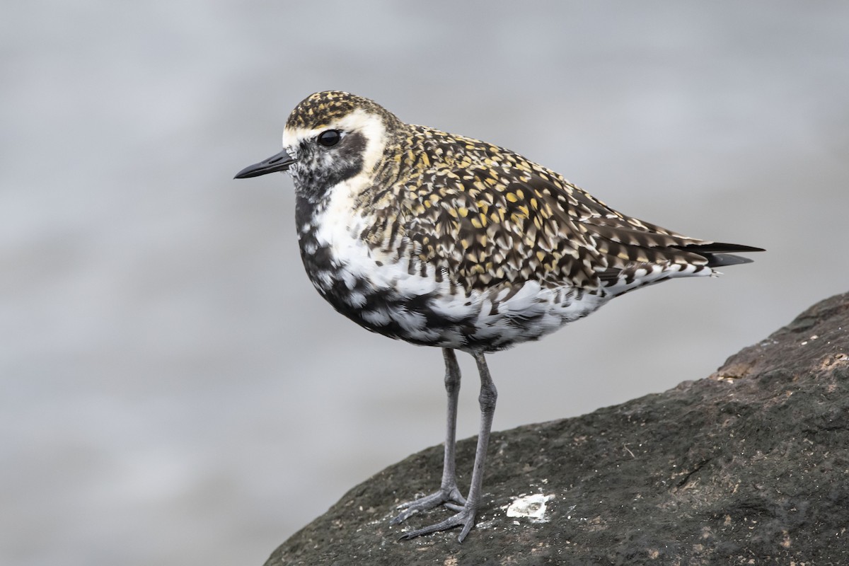 Pacific Golden-Plover - Owen  Lawton