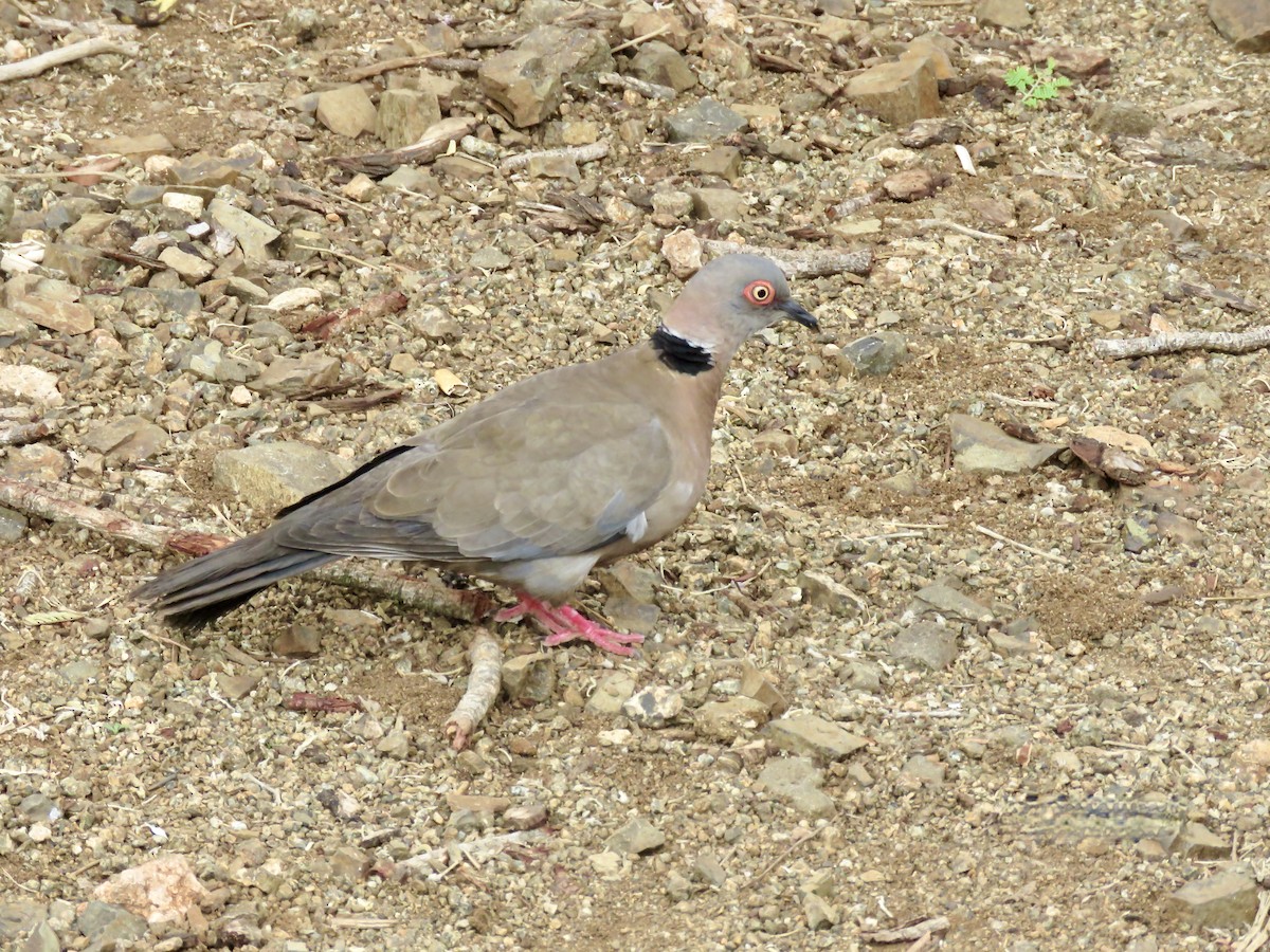 Горлиця суданська - ML318136581