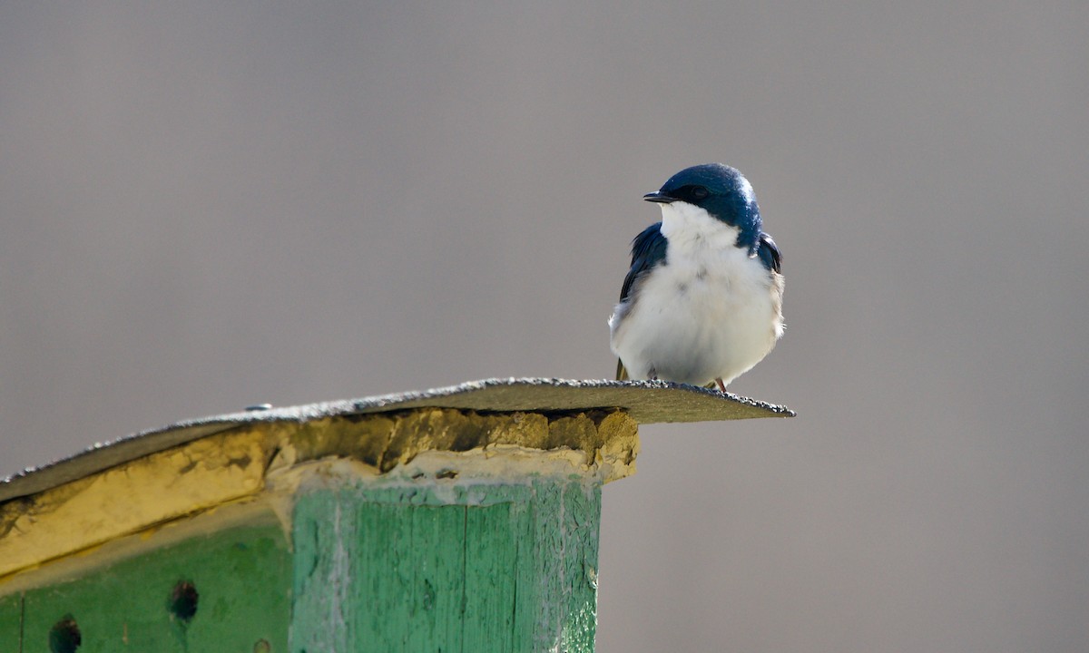 Tree Swallow - ML318136801