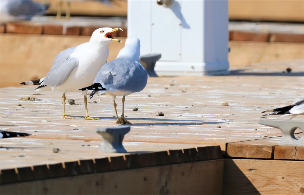 クロワカモメ - ML318137201