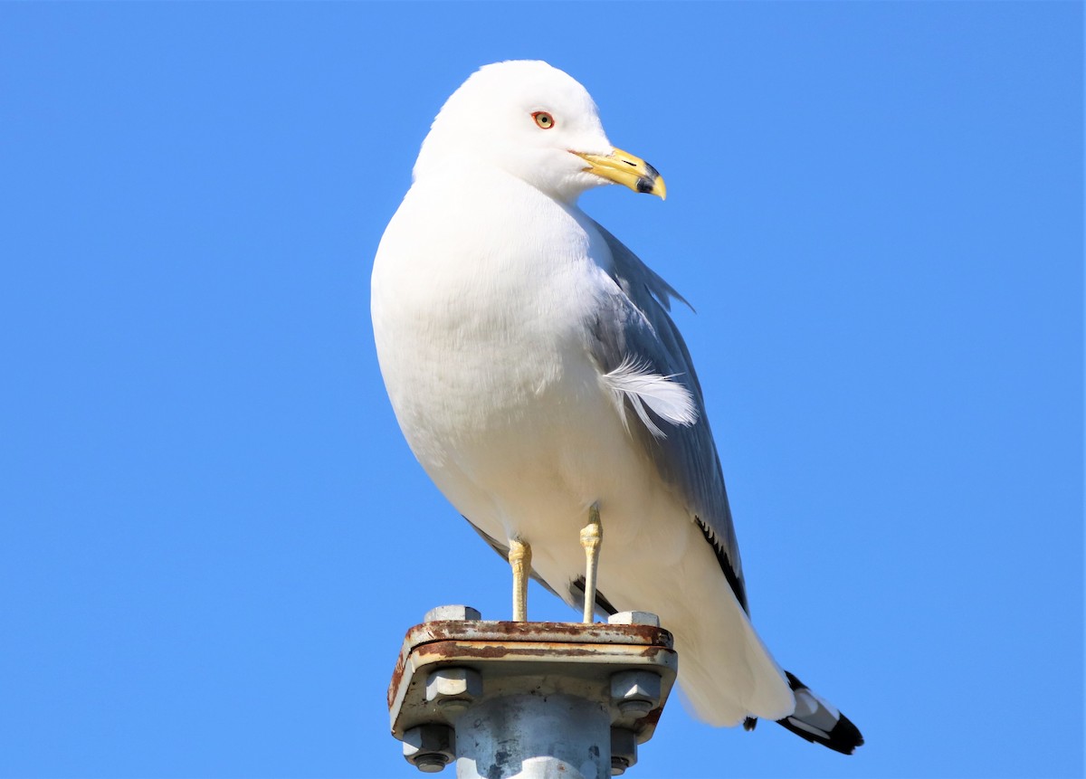 クロワカモメ - ML318137211