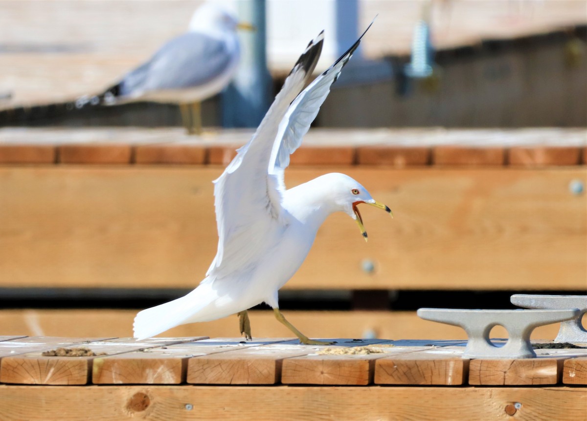 クロワカモメ - ML318137221