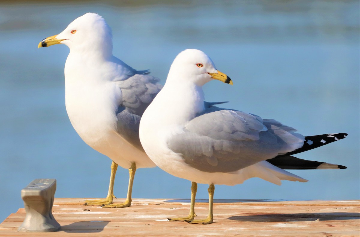 クロワカモメ - ML318137231