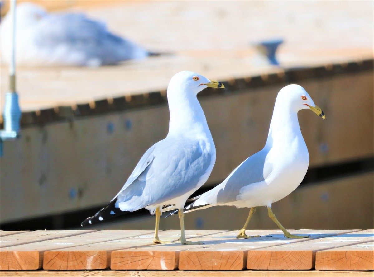 クロワカモメ - ML318137241