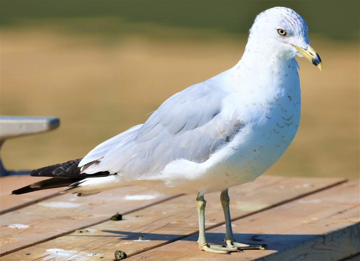 クロワカモメ - ML318137251