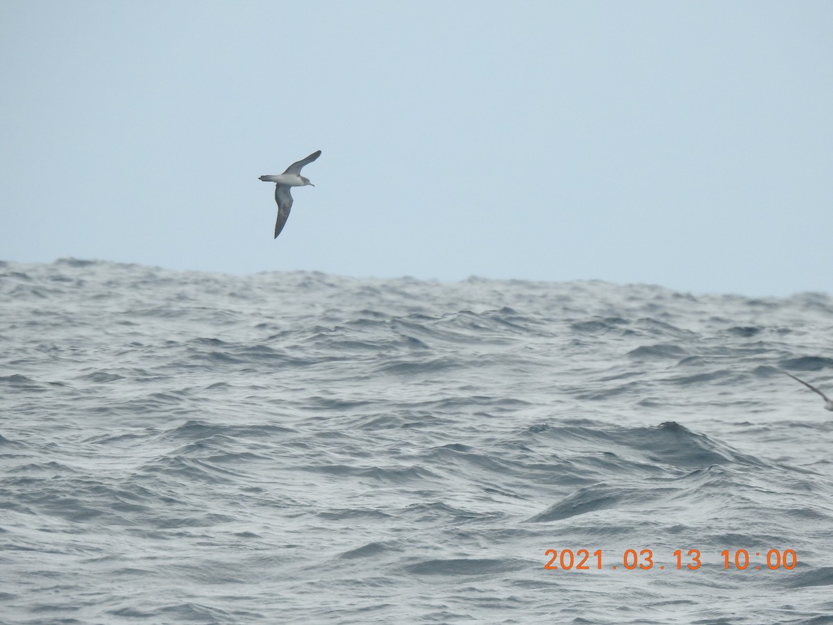 Streaked Shearwater - ML318137411