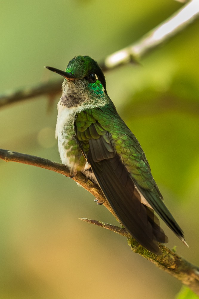 Colibrí Gorjivioleta - ML318137631