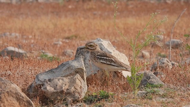 Oedicnème indien - ML318138311