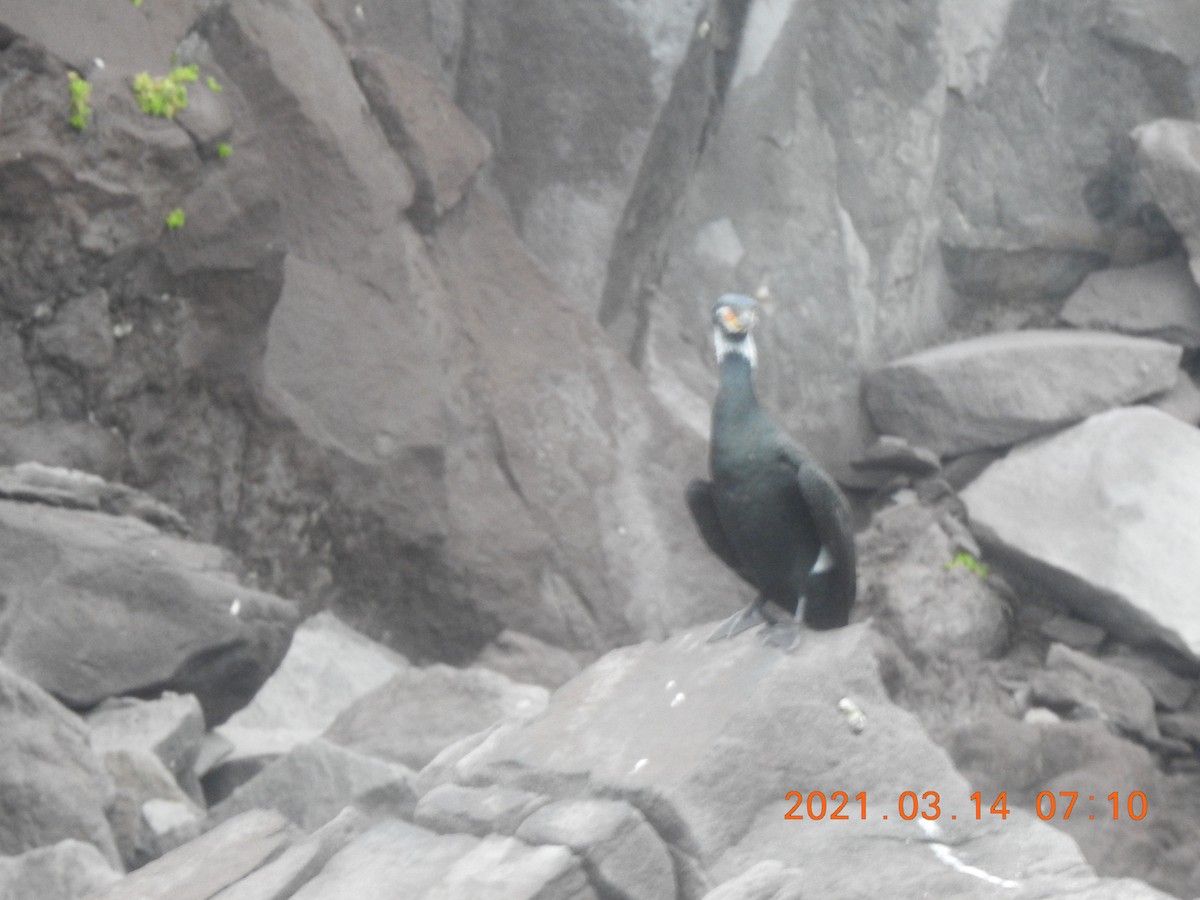 Japanese Cormorant - Mei-Luan Wang