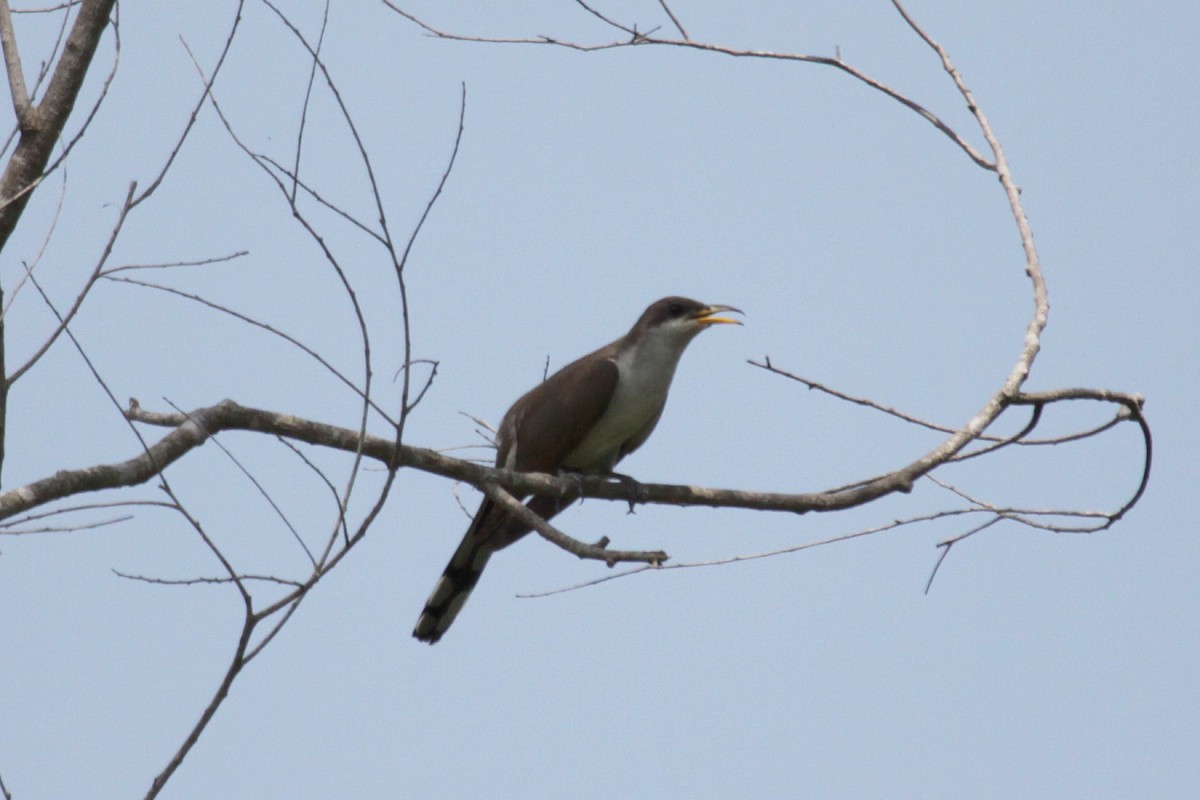 Yellow-billed Cuckoo - ML318139041