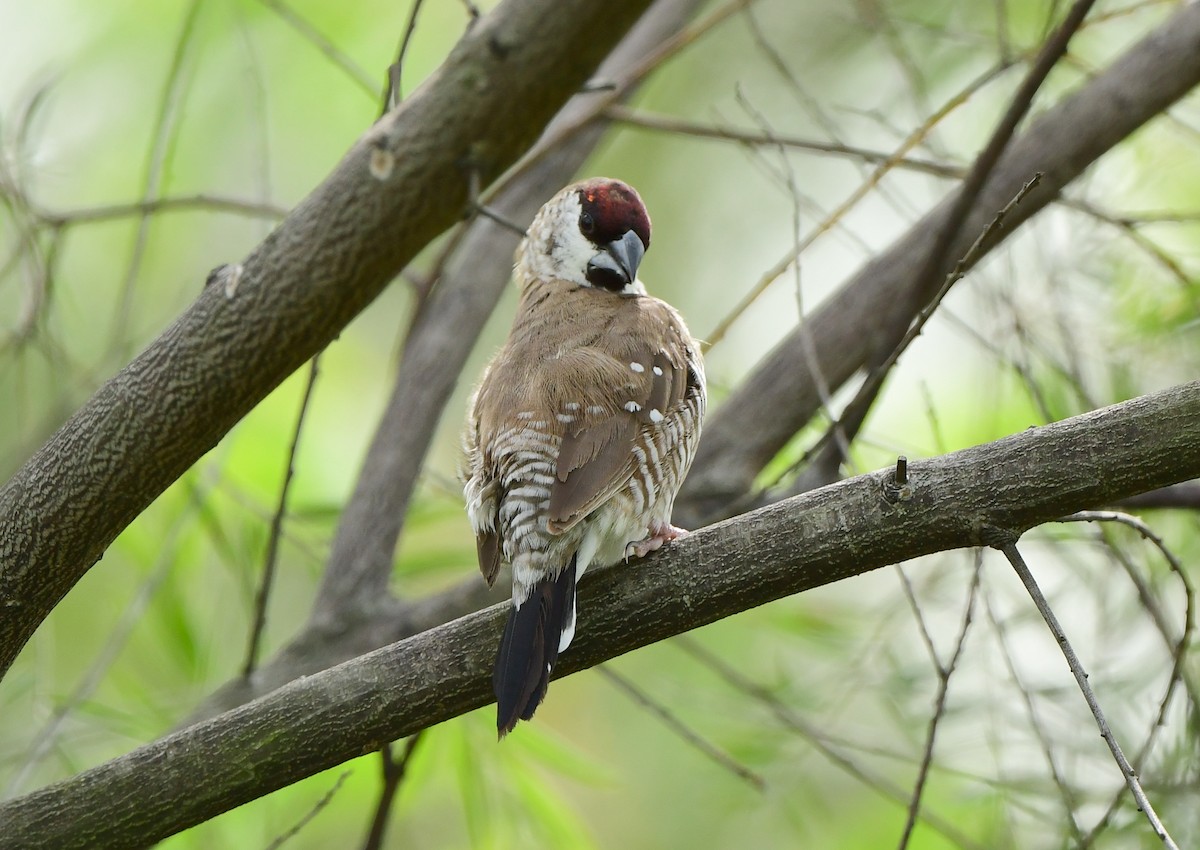 Plum-headed Finch - ML318139371