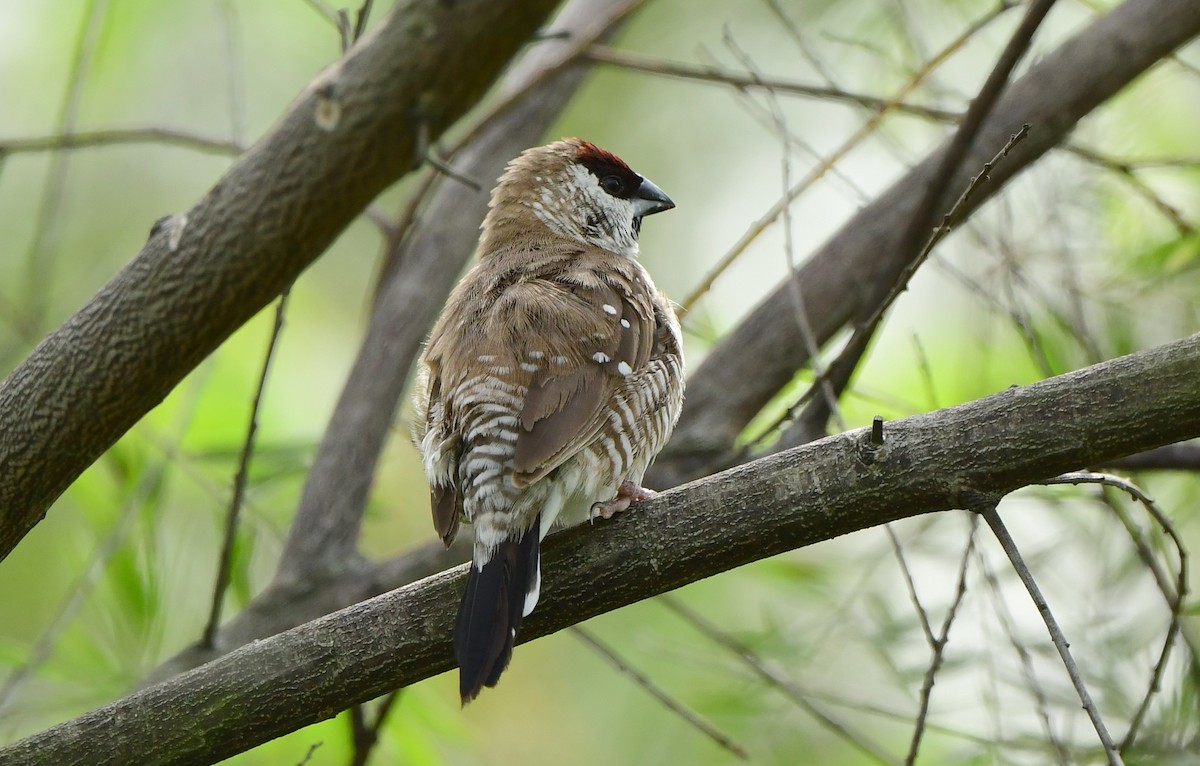 Plum-headed Finch - ML318139381