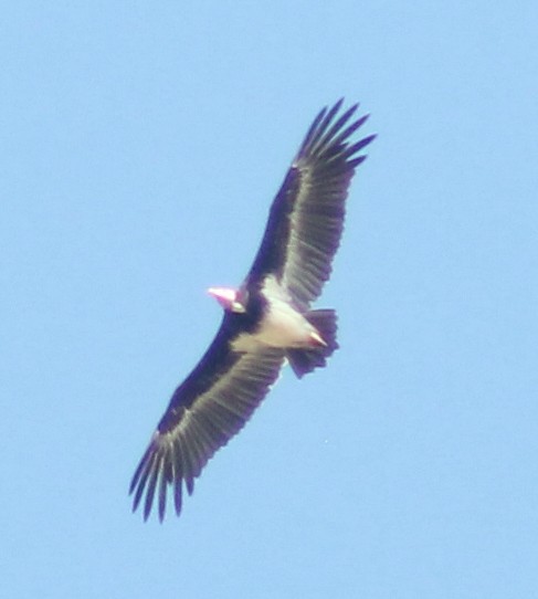 White-headed Vulture - ML318140591