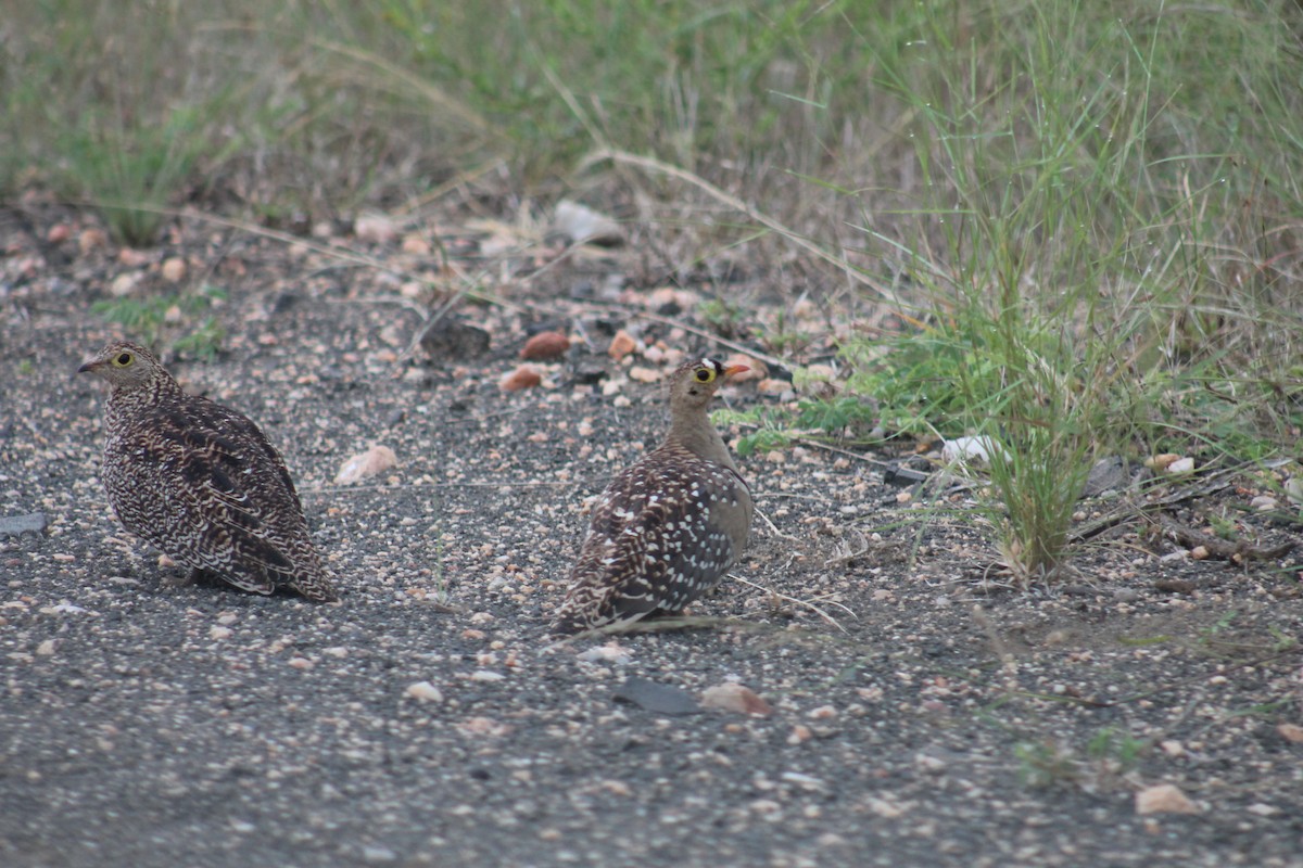 Double-banded Sandgrouse - Shane Weisz