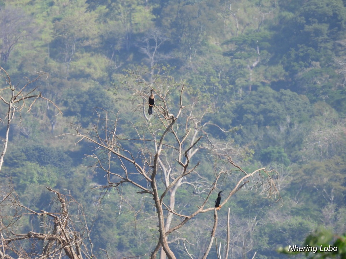 Amerika-Schlangenhalsvogel - ML318140831