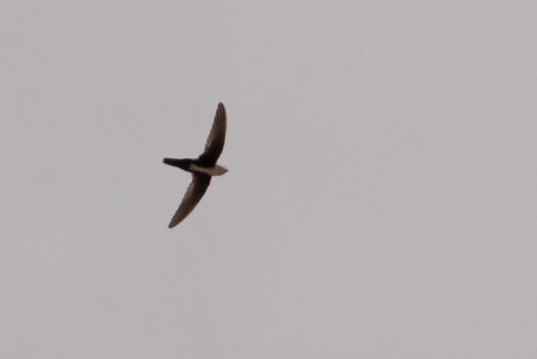 White-throated Swift - ML31814241