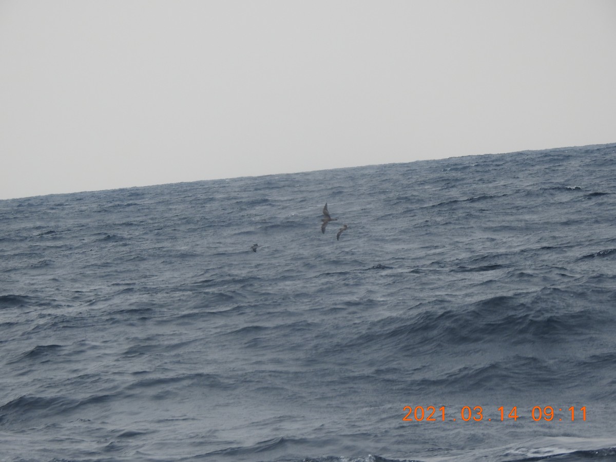 Streaked Shearwater - ML318142441