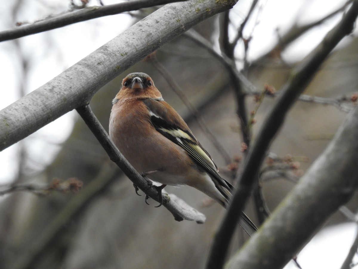 Common Chaffinch - ML318143961