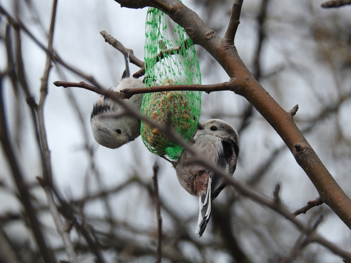 Long-tailed Tit - ML318144661