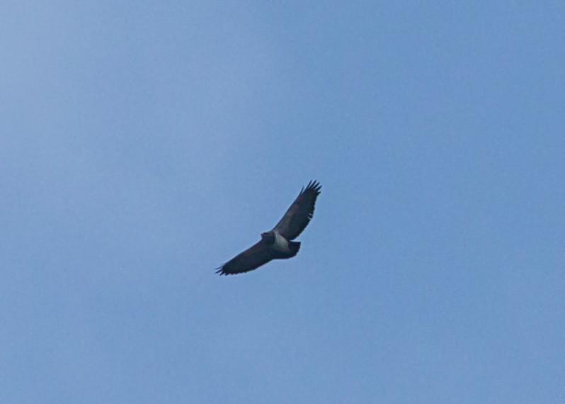 Black-chested Buzzard-Eagle - ML318144741