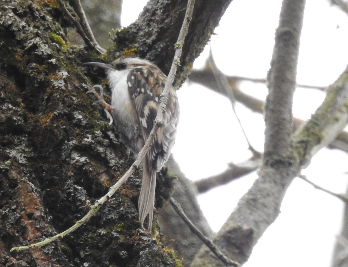 Eurasian Treecreeper - ML318144751