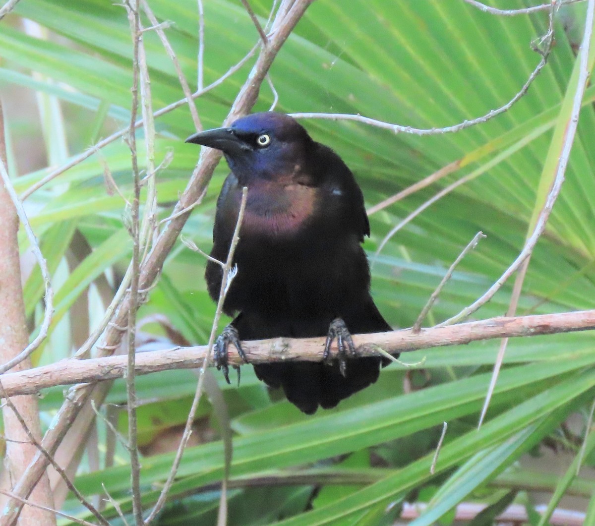 Common Grackle - ML318144791