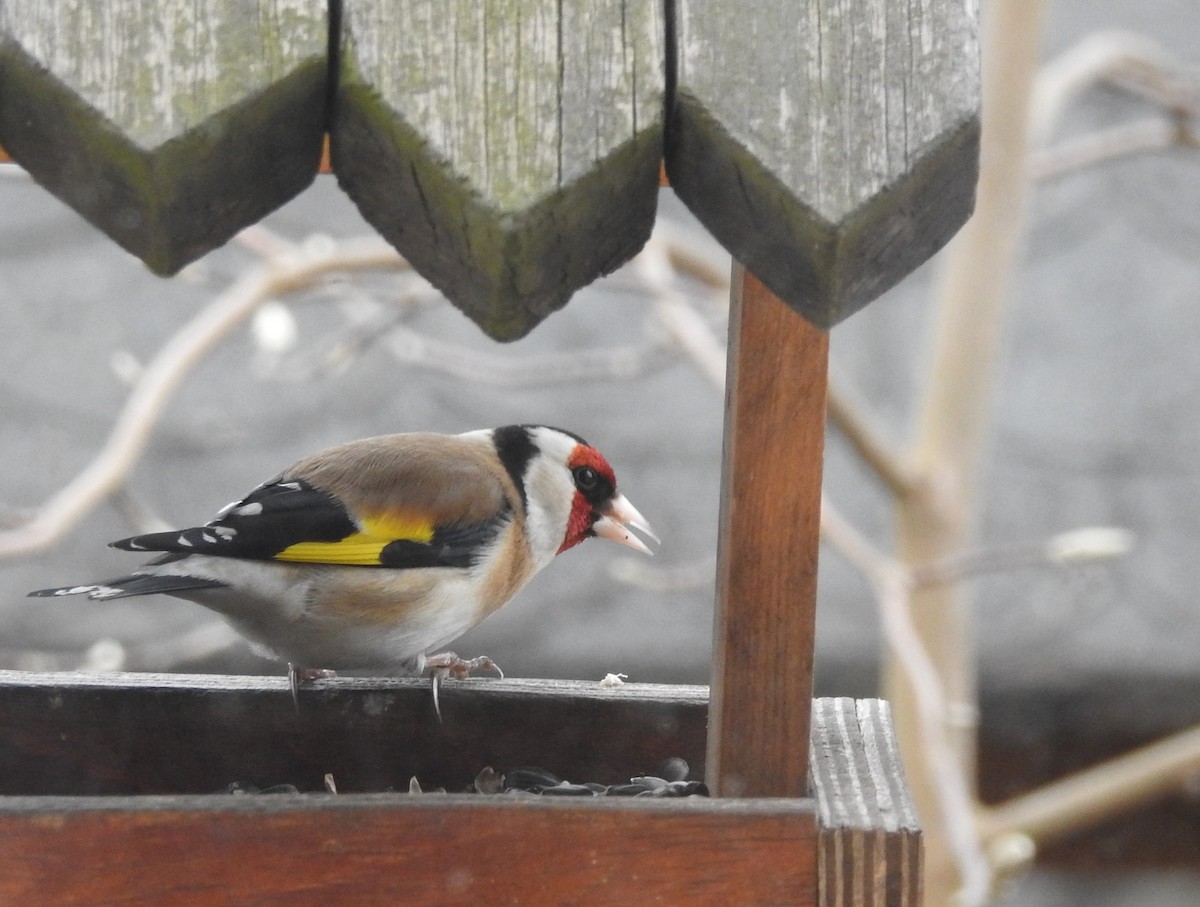 European Goldfinch - ML318144861