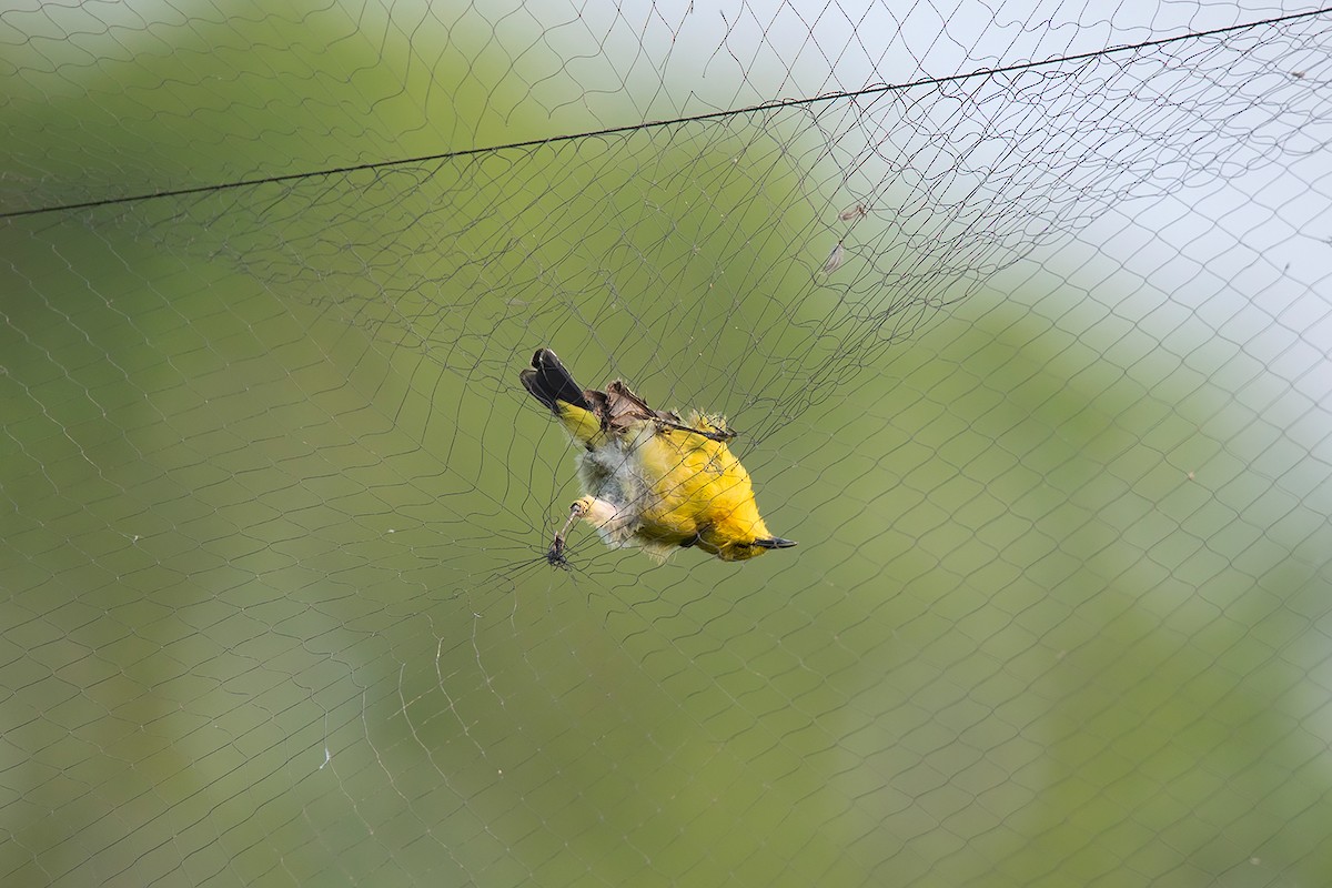 Common Iora - ML318145291