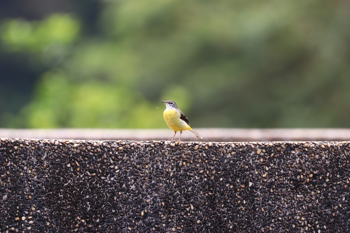 Gray Wagtail - ML318145991