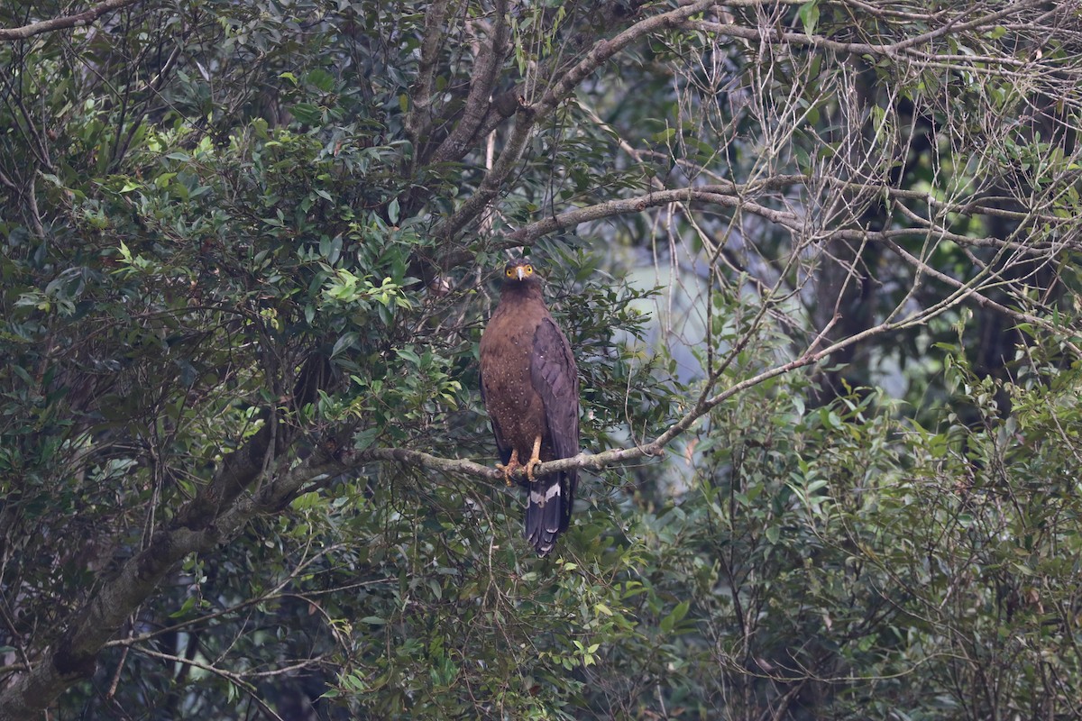 Crested Serpent-Eagle (Crested) - Chi-Hsuan Shao