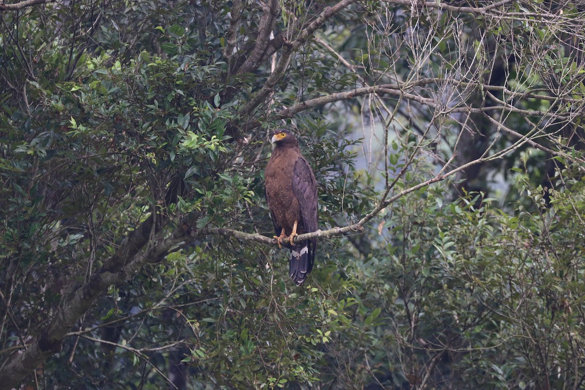 Crested Serpent-Eagle (Crested) - Chi-Hsuan Shao