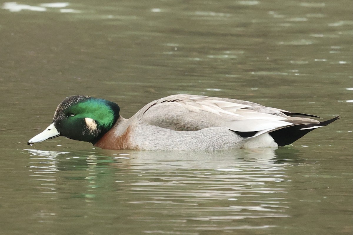 American Wigeon x Mallard (hybrid) - Howard Shapiro