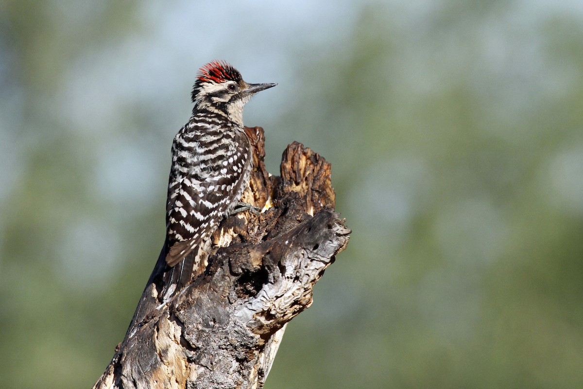 Ladder-backed Woodpecker - ML318146891