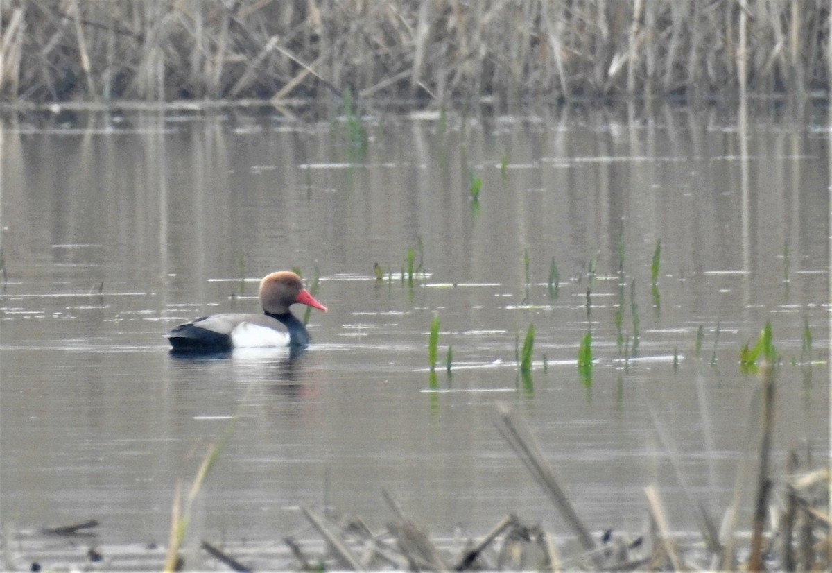 アカハシハジロ - ML318147091