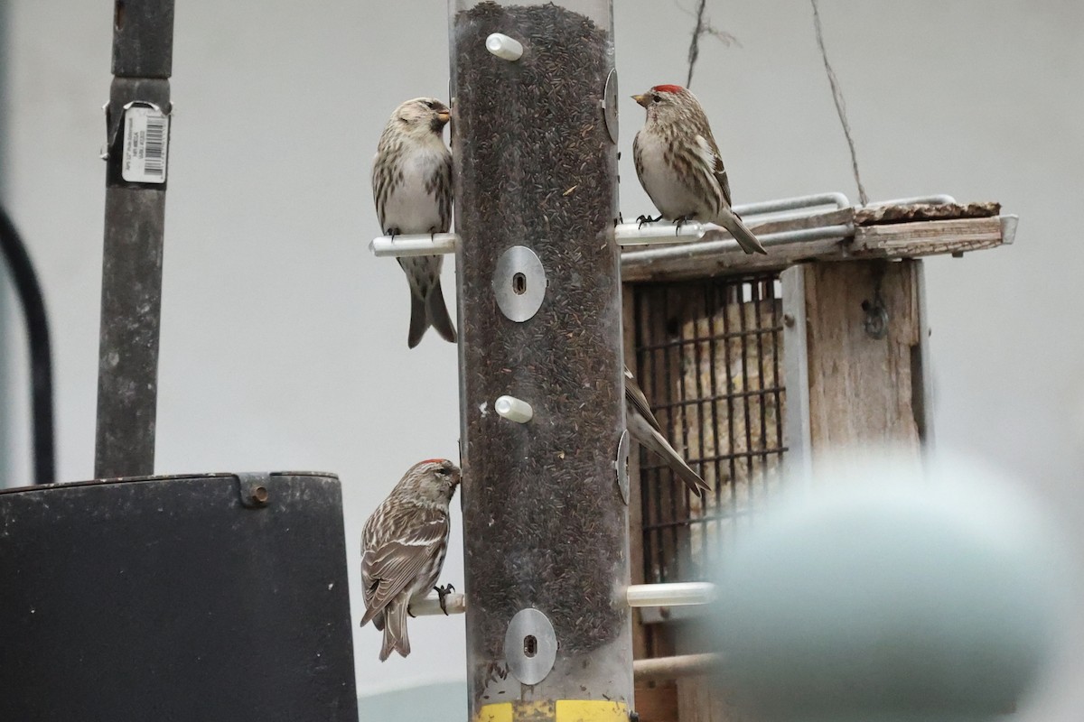 Redpoll (Common) - ML318147741