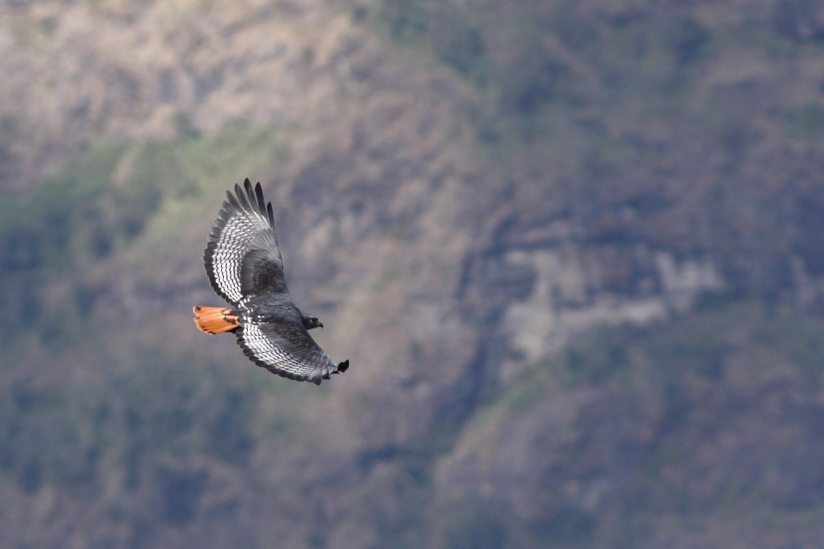 Augur Buzzard (Augur) - Markus Lilje