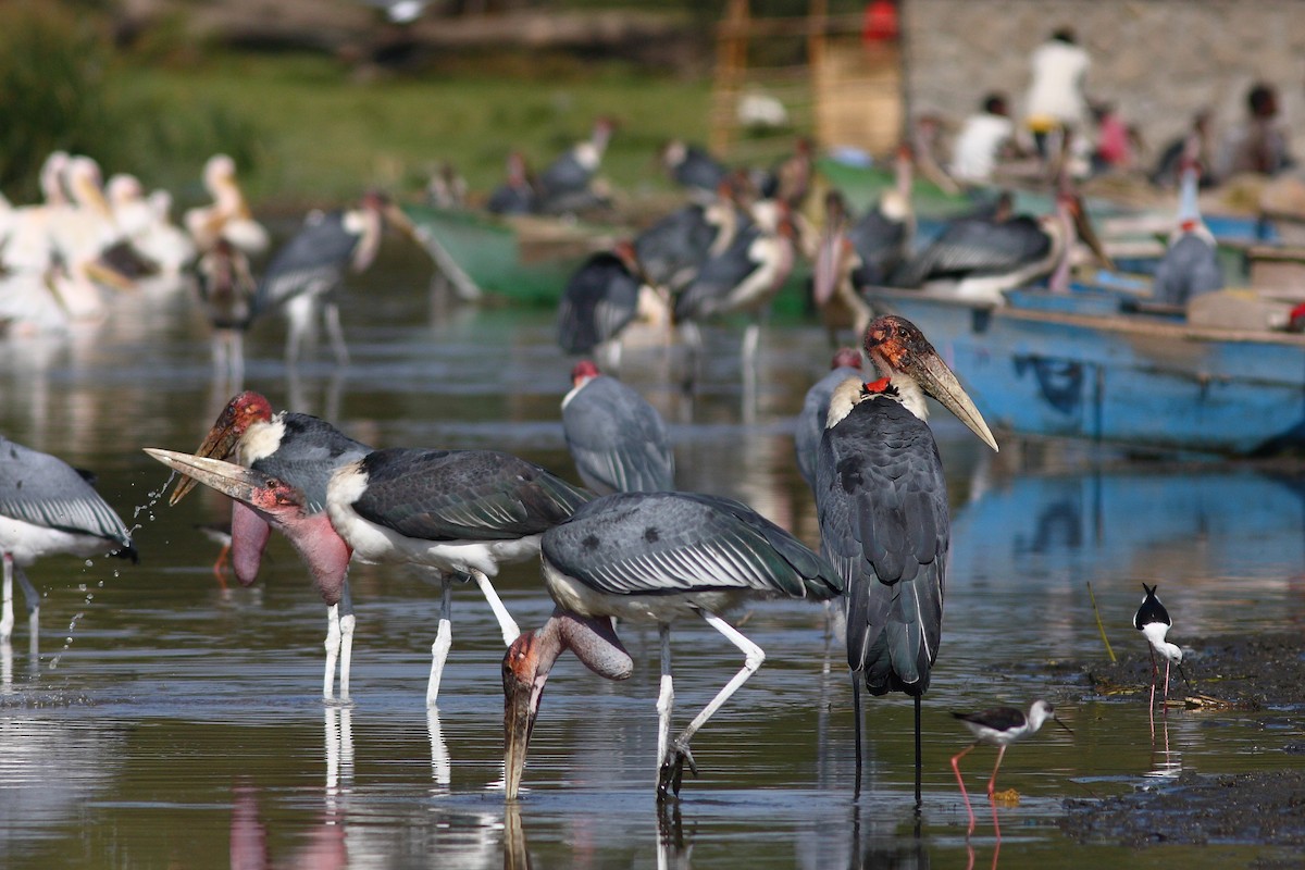 Marabou Stork - Markus Lilje