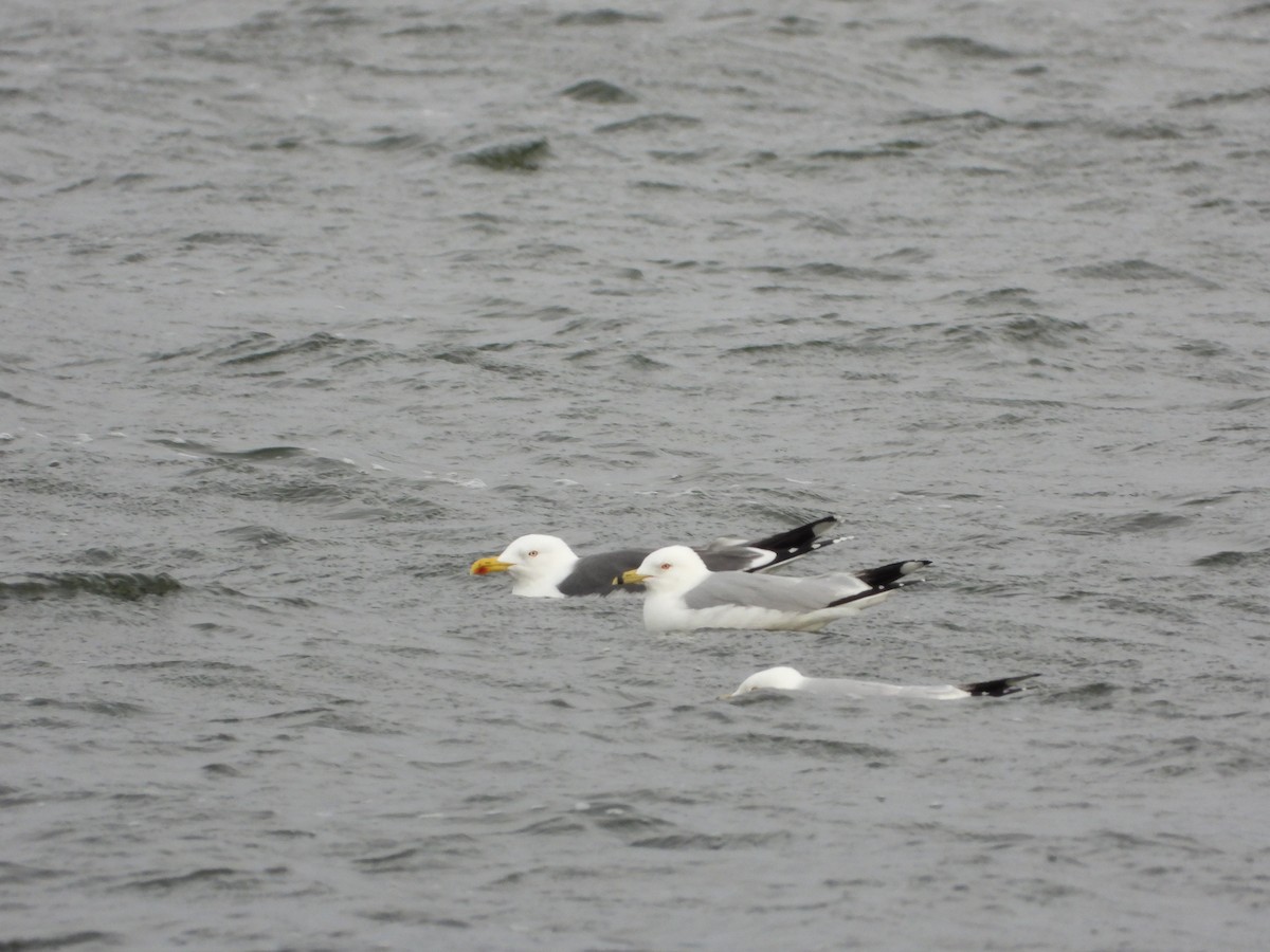 Lesser Black-backed Gull - ML318150061