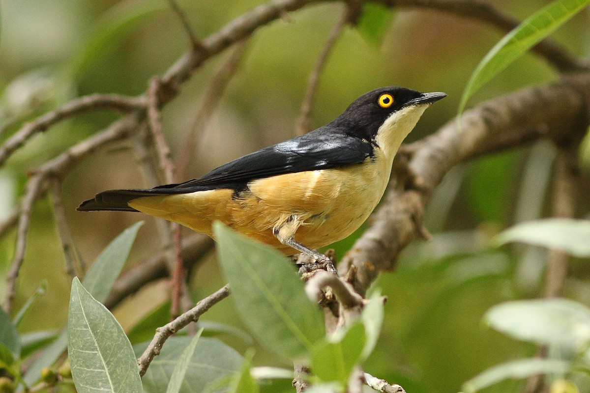 Sharpe's Starling - ML318150131