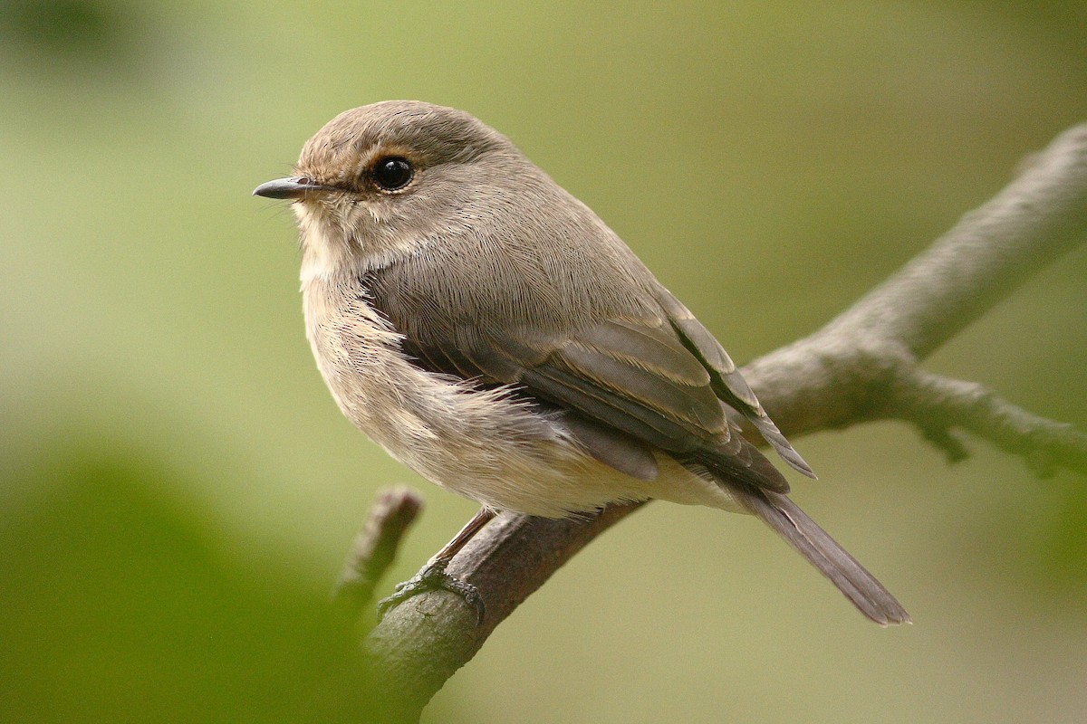 African Dusky Flycatcher - ML318150151