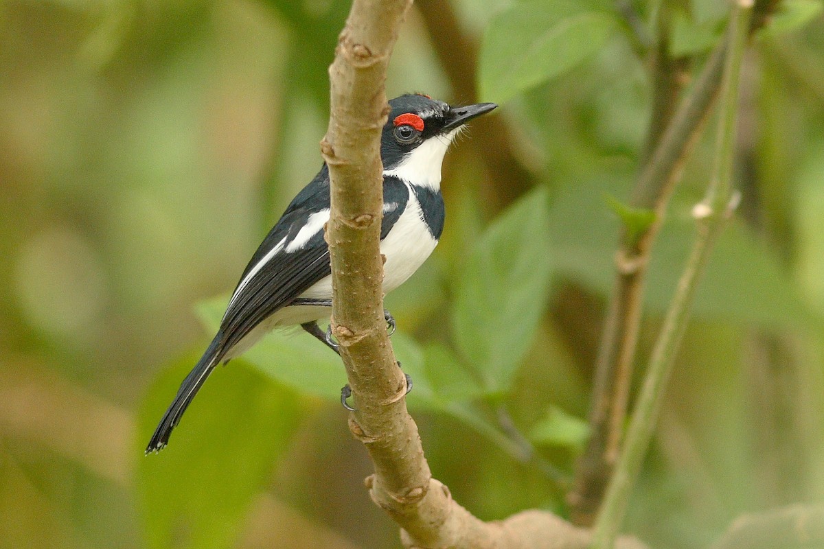 Brown-throated Wattle-eye - ML318150451