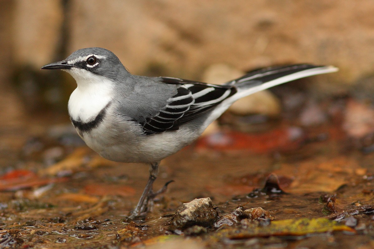 Mountain Wagtail - ML318150461