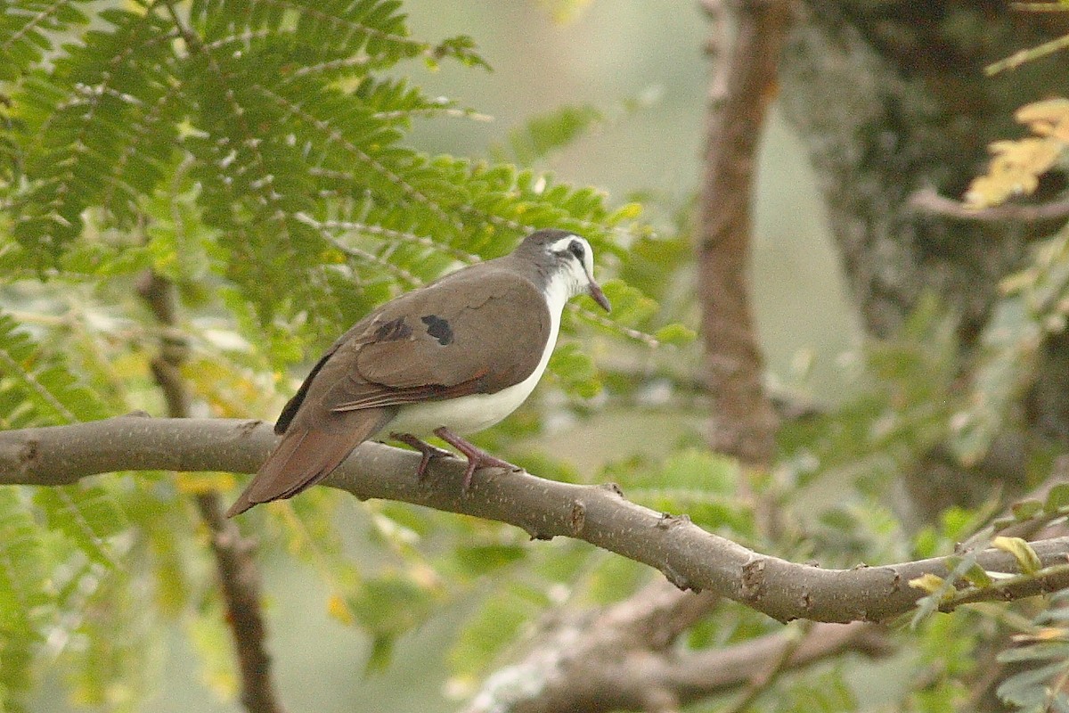 Tambourine Dove - ML318150471