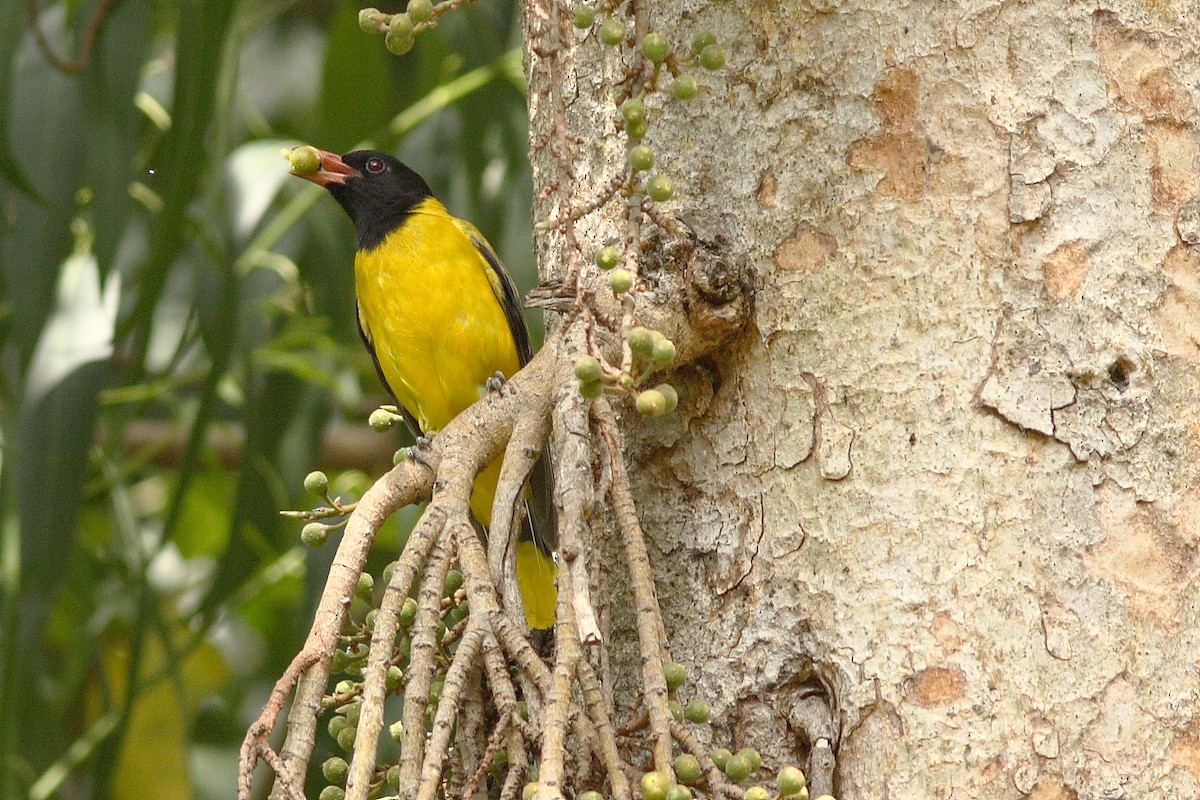 Ethiopian Black-headed Oriole - ML318150521